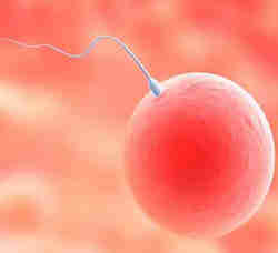 Procreation medicalement assist%C3%A9e PMA La procréation médicalement assistée PMA