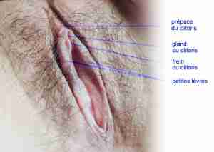 300px Clitoris Clitoris