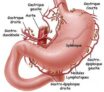 Anatomie de l estomac