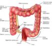 Anatomie du colon