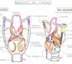 muscles du larynx