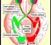La connexion au cerveau : Le nerf optique