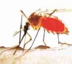 Les piqûres d'insectes : les moustiques