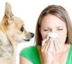 Allergies dues aux animaux