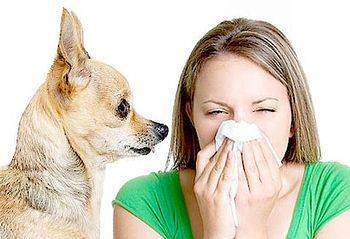 Allergies dues aux animaux