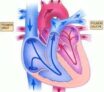 Anatomie cardiaque