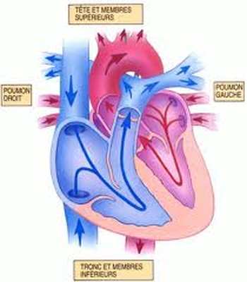 Anatomie cardiaque