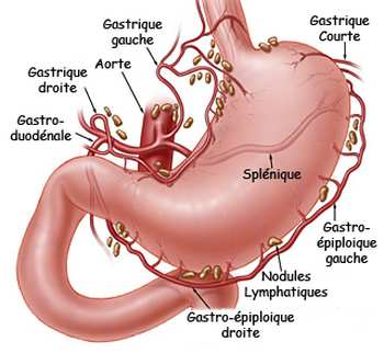 Anatomie de l estomac