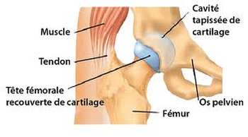 Anatomie de la hanche