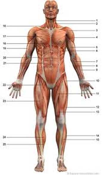 Anatomie des muscles