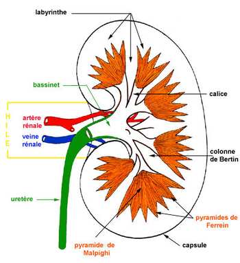 Anatomie du rein