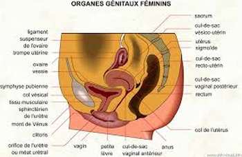 Anatomie du ventre