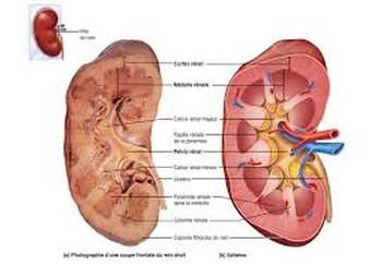 Anatomie et physiologie