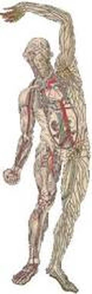 Anatomie fonctionnelle