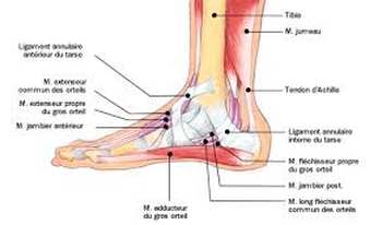 Anatomie du pied