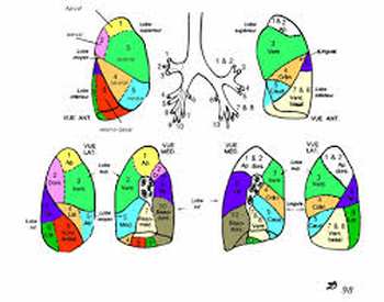 Anatomie poumon