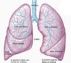 Anatomie pulmonaire