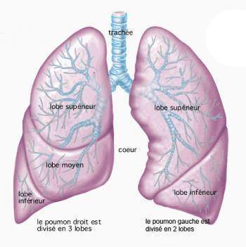 Anatomie pulmonaire