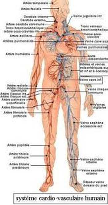 Anatomie vasculaire