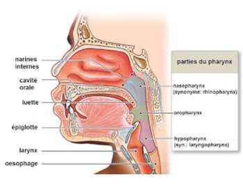 Cancer de la gorge