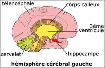 Epilepsies