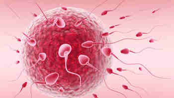 Fertilité