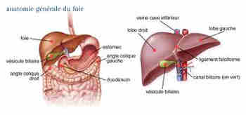 Fièvre vomissement