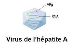 Hépatite A