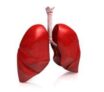 Le cancer broncho pulmonaire primitif