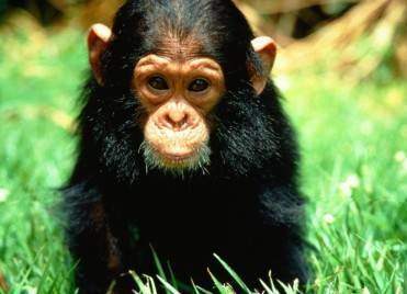Les chimpanzés