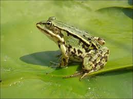 Les grenouilles
