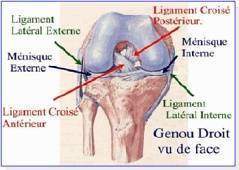 Les entorses du genou
