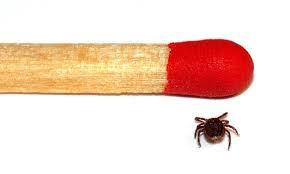 Maladie des tiques