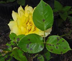 Maladies plantes