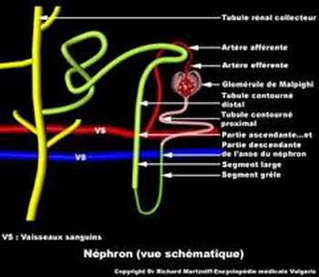 Nephron