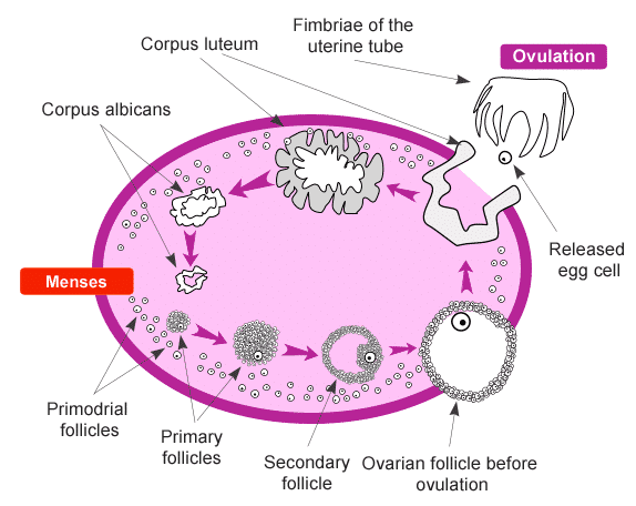 Ovulation