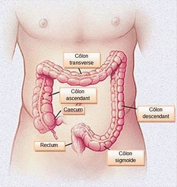 Anatomie du colon