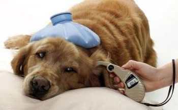 Rhume chien