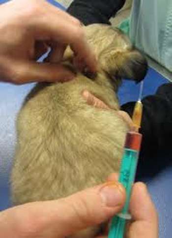 Vaccin rabique