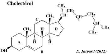 Cholestérol 2