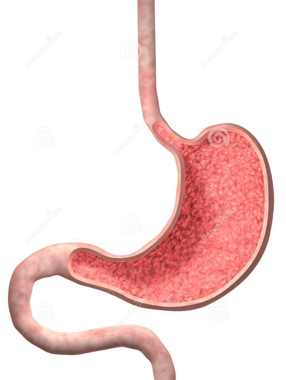 Estomac