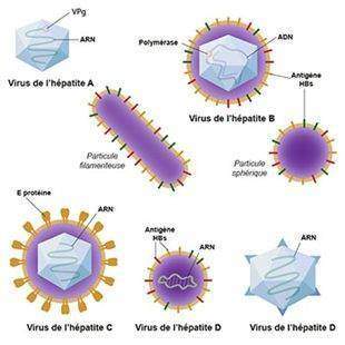 Virus hépatite