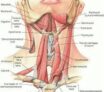 muscles du larynx