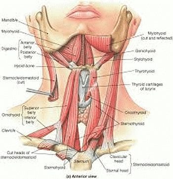 muscles du larynx