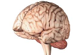 Cerveau