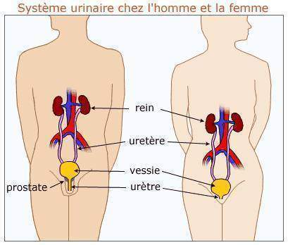 Infection urinaire