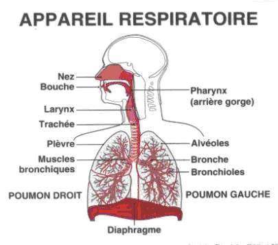 Maladie respiratoire