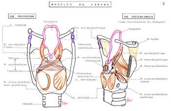 muscles du larynx
