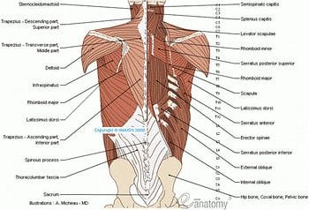 Anatomie muscles
