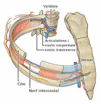 Douleurs intercostales